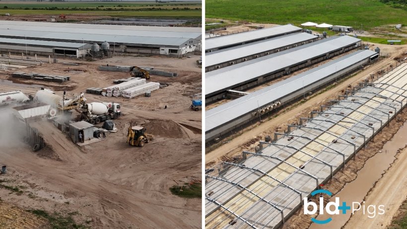 Bld+Pigs previo a la ampliación