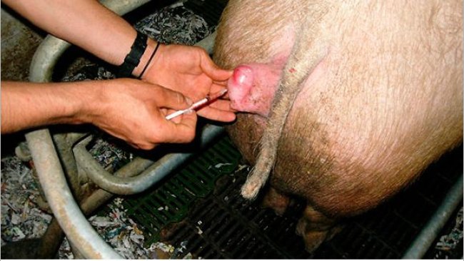 Administrando prostaglandina a la cerda 1