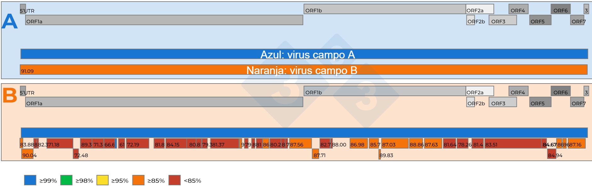 <p>Figura 2: <strong>A)</strong> Representación esquemática de una comparación de dos secuencias genómicas completas del vPRRS recuperadas de muestras de suero agrupadas 15:1 con Ct de 18,4. Se estableció un virus de referencia (color azul). El nivel de similitud de nucleótidos entre los virus está representado por números en los recuadros rojos. <strong>B)</strong> Representación esquemática de una comparación de dos secuencias genómicas del vPRRS recuperadas de muestras de suero agrupadas 5:1 con Ct de 19,5. Se estableció un virus como cepa de referencia (color azul). El nivel de similitud de nucleótidos entre los fragmentos del genoma recuperados del segundo virus está codificado por colores y también representado por números en los recuadros rojos. Los genes del genoma del vPRRS están representados en la parte superior de ambos paneles A y B. Los ORF individuales presentes en una secuencia del genoma completo del vPRRS están representados en la parte superior de ambos paneles A y B.</p>