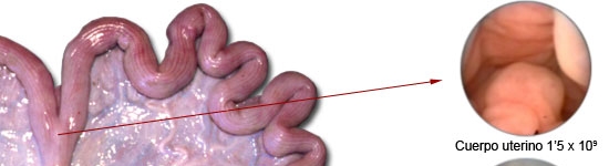 20101006_inseminacion_artificial_cerda