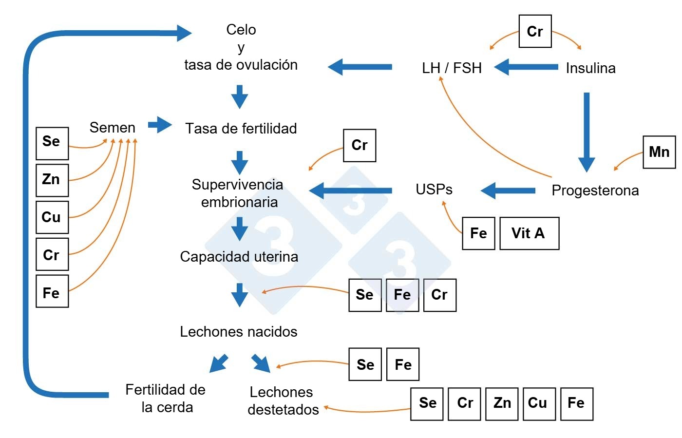 Componentes de la productividad de la cerda