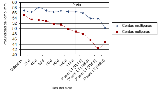 Profundidad del lomo durante el ciclo productivo de la cerda