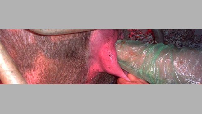 Inseminación Artificial