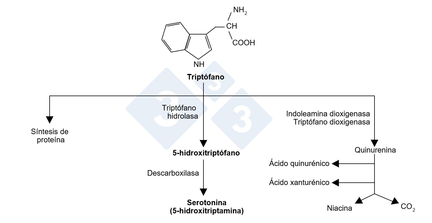 Figura 1. Molécula del triptófano y sus vías.