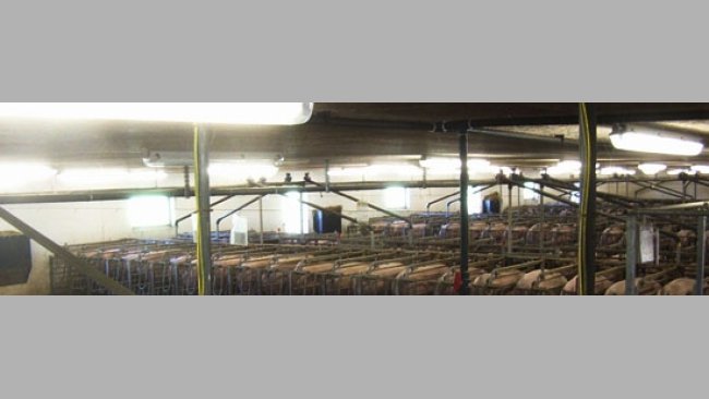 El conocimiento actual sobre su sensibilidad al parpadeo sugiere que es similar al del gato y que son incapaces de detectar el parpadeo de un fluorescente cuando funciona correctamente.