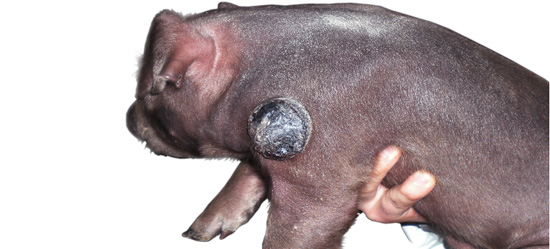 Lechón con melanoma