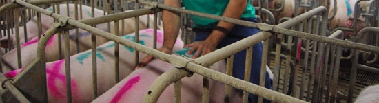 La pauta de los 5 puntos