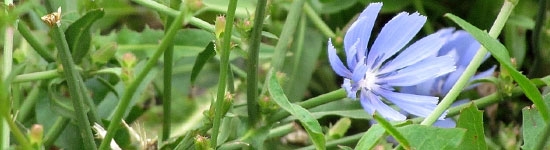 Achicoria