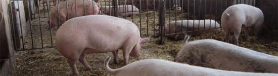 Cerdos en patios