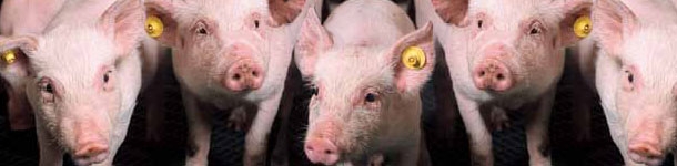 Producción porcina en Holanda en 2010