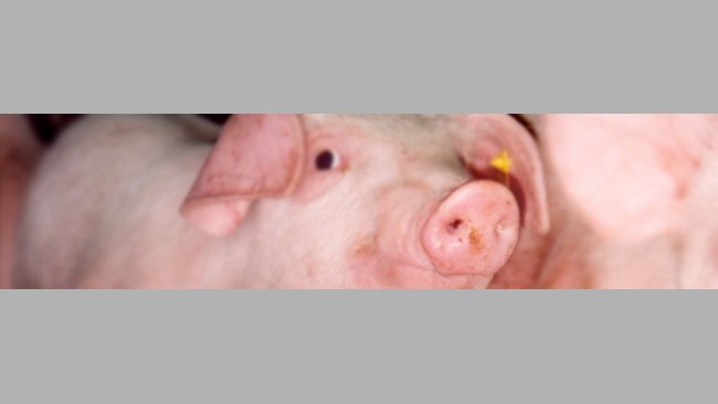Uso de aromas para reducir los problemas al destete de los lechones 