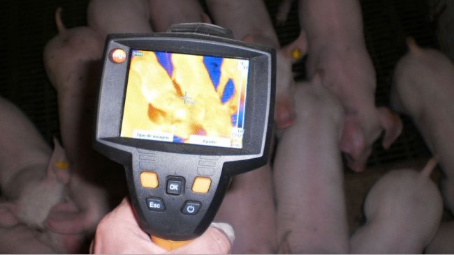 Diagnóstico termográfico: utilidades prácticas en granja