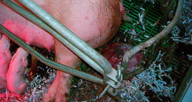 Monitorización de partos