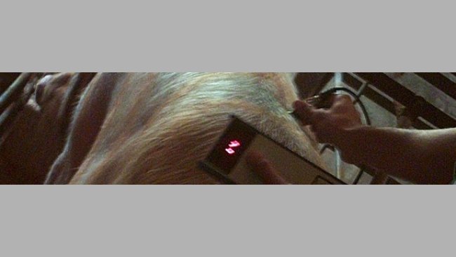 Alimentación de las cerdas durante la gestación