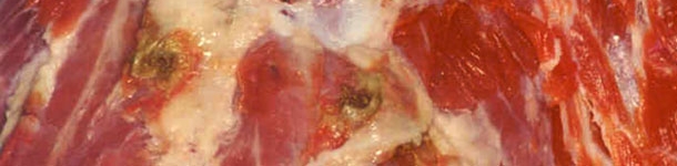 Puntos de inyección con necrosis y restos de antibiótico