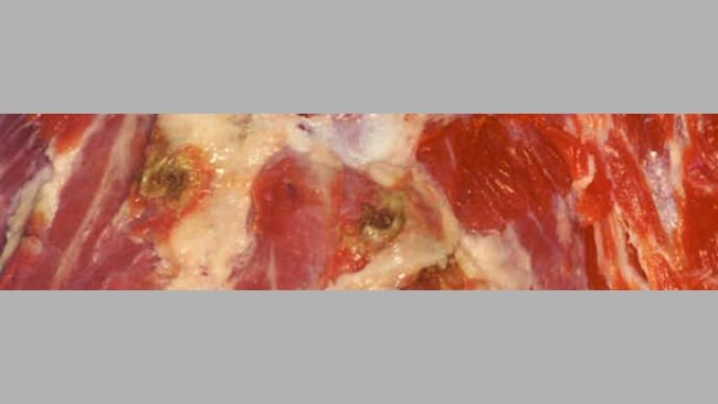 Puntos de inyección con necrosis y restos de antibiótico