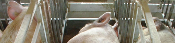 Manejo alimentario en cerdas desde el destete a cubrición