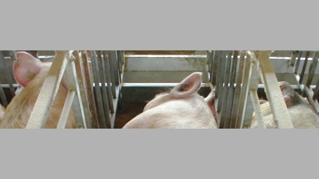 Manejo alimentario en cerdas desde el destete a cubrición