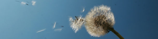 Calidad del aire en producción porcina (I)