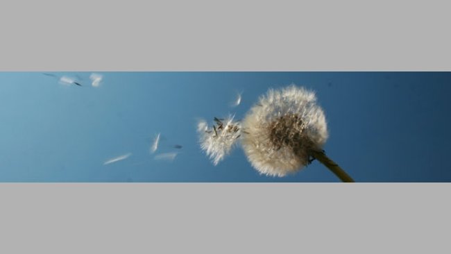 Calidad del aire en producción porcina (I)