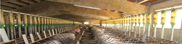 alimentacion gestación