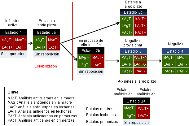 Definiciones de trabajo del manejo de lechones y cerdas basadas en el estatus de PRRS de la explotación
