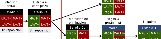 Definiciones de trabajo del manejo de lechones y cerdas basadas en el estatus de PRRS de la explotación