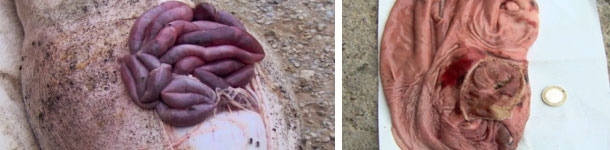 Úlceras gástricas agudas