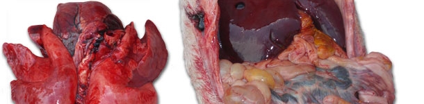 congestión pulmonar grave y una enteritis de gravedad variable con afectación de más o menos importancia de los ganglios linfáticos mesentéricos.