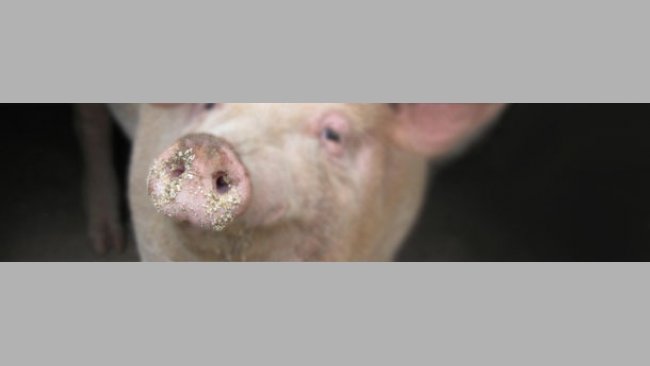 Cerdo
