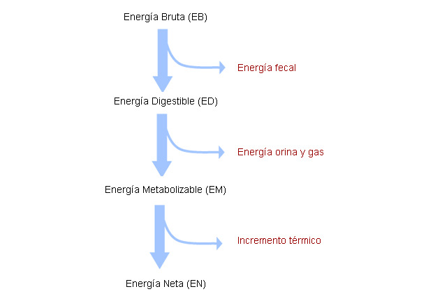 Energía Neta