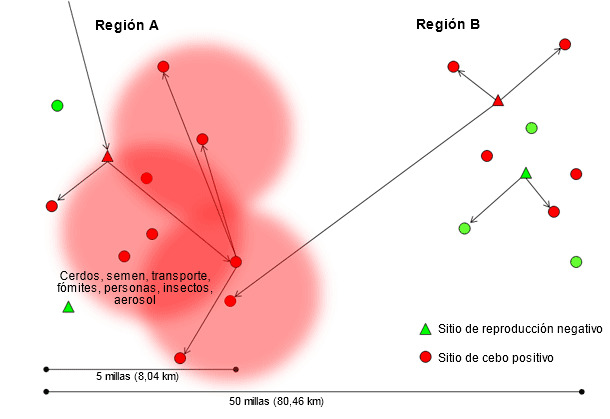 Diseminación de una nueva cepa de virus de PRRS a través de la región A