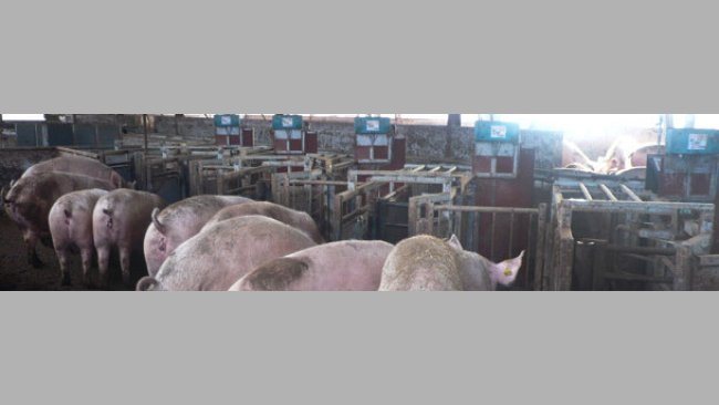 Tolvas automatizadas