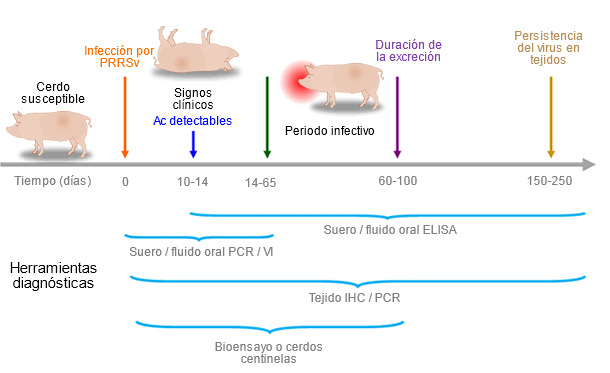 Capacidad de las herramientas diagnósticas para detectar antígenos o anticuerpos de PRRSV durante la infección.