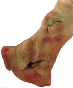 Aspecto exterior del cerdo antes de pasar al TAC y la endoscopia: obsérvese la cara acortada y encorvada, así como el hocico arrugado.
