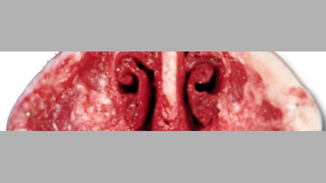 El diagnóstico de la Rinitis Atrófica del cerdo