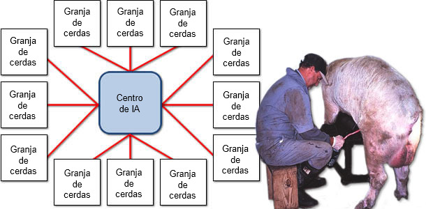 Un ejemplo de la diseminación de PCV2 desde el centro de inseminación hasta las granjas de cerdas