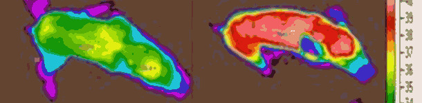 Termograf&iacute;a de unos lechones