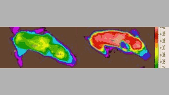 Termografía de unos lechones