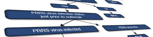 Sistema de clasificaci&oacute;n del virus PRRS en granjas de cerdas