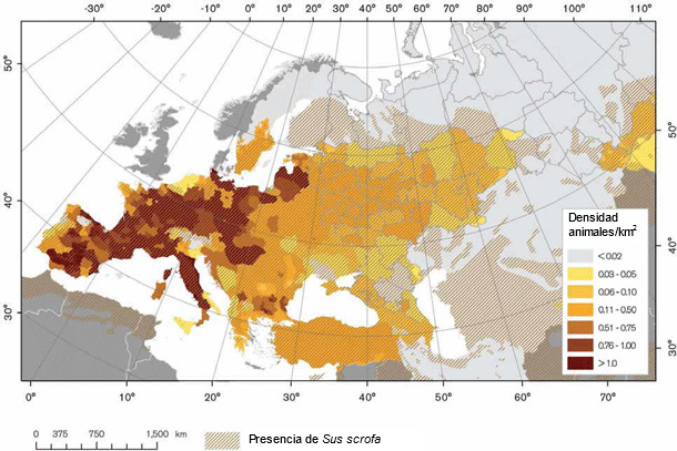 Densidad de jabalís en Europa