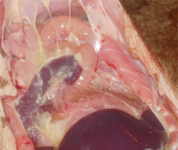 Lesiones de poliserositis observadas en enfermedad sistémica por M. hyorhinis.