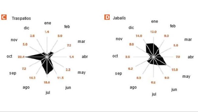 PPA en cerdos producidos en traspatios y en jabalís