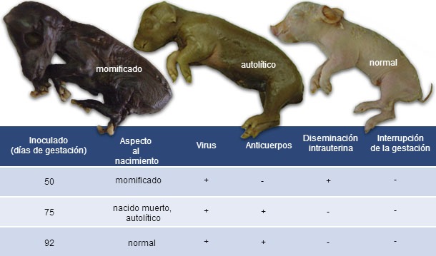 Consecuencias de PCV2 al nacimiento