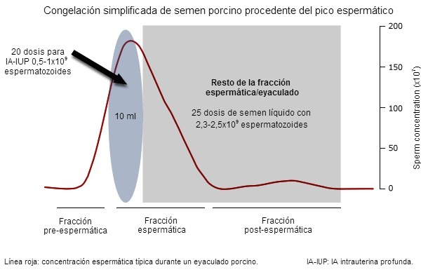 Un t&iacute;pico eyaculado de verraco presenta 3 fracciones distintas dependiendo &ndash;entre otros par&aacute;metros&ndash; de la concentraci&oacute;n esperm&aacute;tica (representada aqu&iacute; con una l&iacute;nea roja)