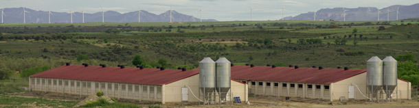 Granja porcina