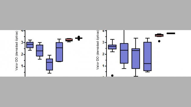 Niveles de anticuerpos IgG específicos para PCV2 medidos mediante ELISA en suero y calostro de cerdas