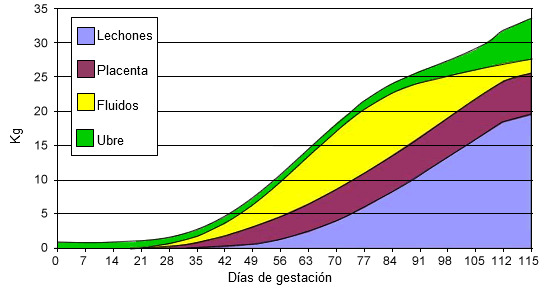 Evolución del peso de los lechones, placentas fluidos y ubre durante la gestación.