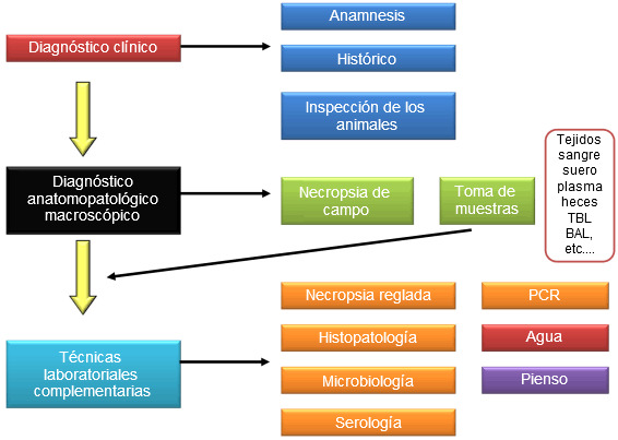 Esquema general del proceso de diagnóstico