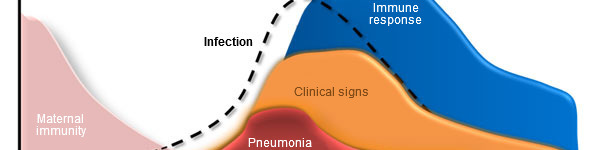 Dinámica de infección de Mycoplasma hyopneumoniae, signos clínicos y respuesta del hospedador. 